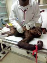 Captain is receiving expert veterinary care.