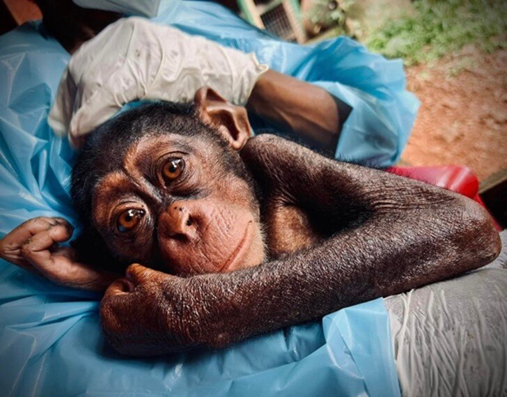 Tsotsi is now recovering, thanks to our supporters