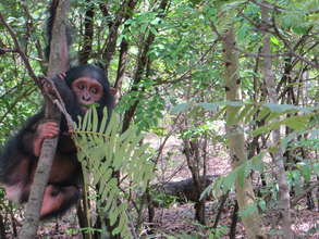 Young chimp at JACK sanctuary in DRC