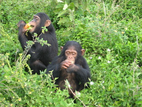Chimps enjoying fruit at CSWCT
