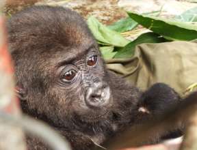 Bobga, just after being rescued