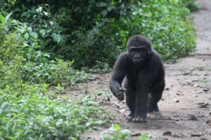 Bobga in 2019, Ape Action Africa | Alex Benitez