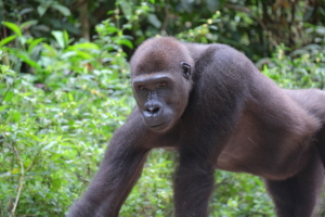 Bobga in 2025, Ape Action Africa | Larry Taylor
