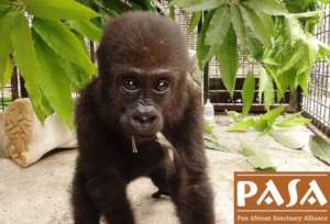 Bobga needs your help!