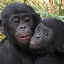 Young bonobos rescued from abuse