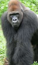 Cameroon's forests are home to endangered gorillas