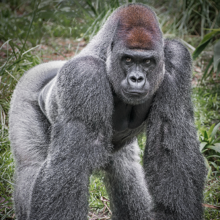 PASA members protect essential gorilla habitat