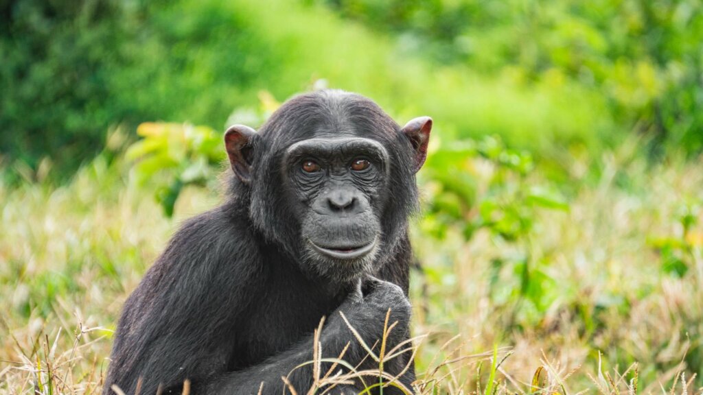 Photo by Chimfunshi Wildlife Orphanage Trust