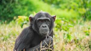 Photo by Chimfunshi Wildlife Orphanage Trust