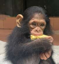 Photo by Ape Action Africa  Reggie Hathaway