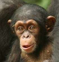 Africa's primates desperately need your help