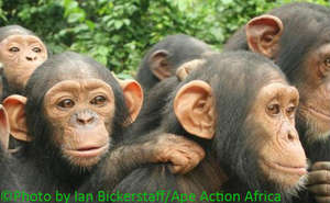 Chimpanzees at Ape Action Africa