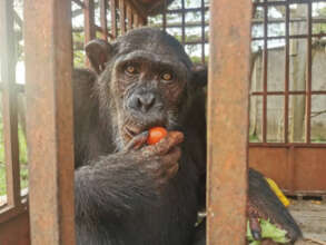 Jenny is now safe at a PASA sanctuary