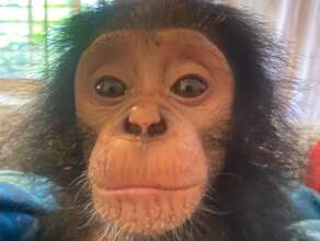 Orphaned chimpanzees need support