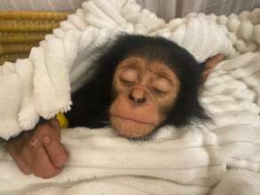 Kailo, Lwiro Primates Rehabilitation Centre rescue