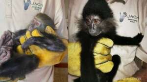 Rescued monkeys are now safe at a PASA sanctuary