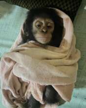 Chimpanzee rescued from the illegal wildlife trade