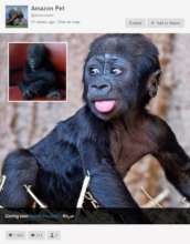 Baby gorilla for sale on Instagram