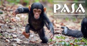 A baby chimp rescued by a PASA member sanctuary