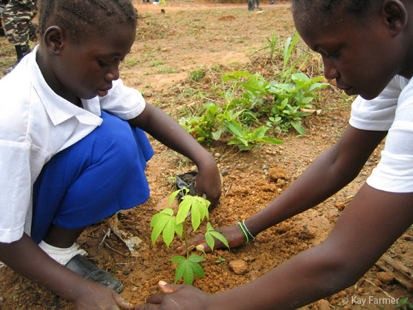 Tree planting