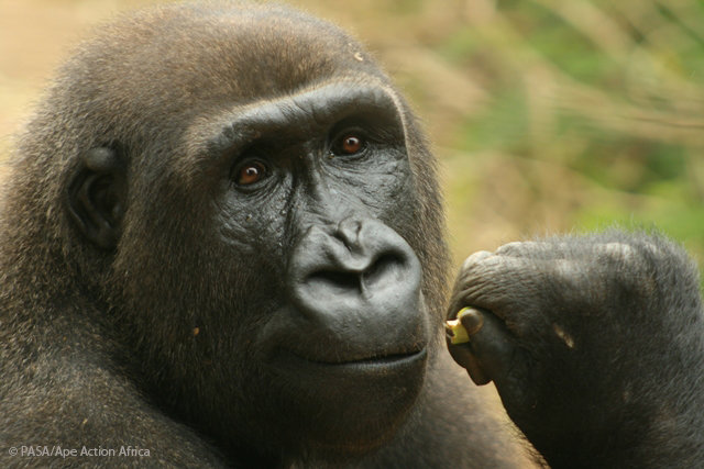 Lowland gorilla