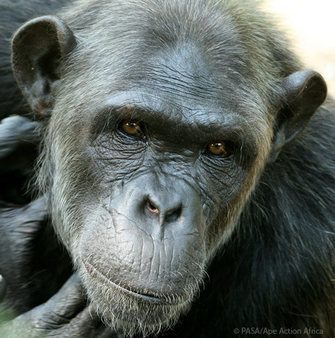 Rescue Orphaned Primates