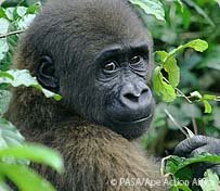 Rescue Orphaned Primates