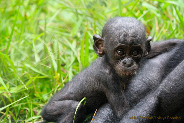 Infant bonobo
