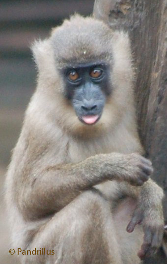 Baby drill monkey