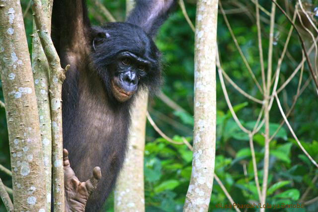 Bonobo