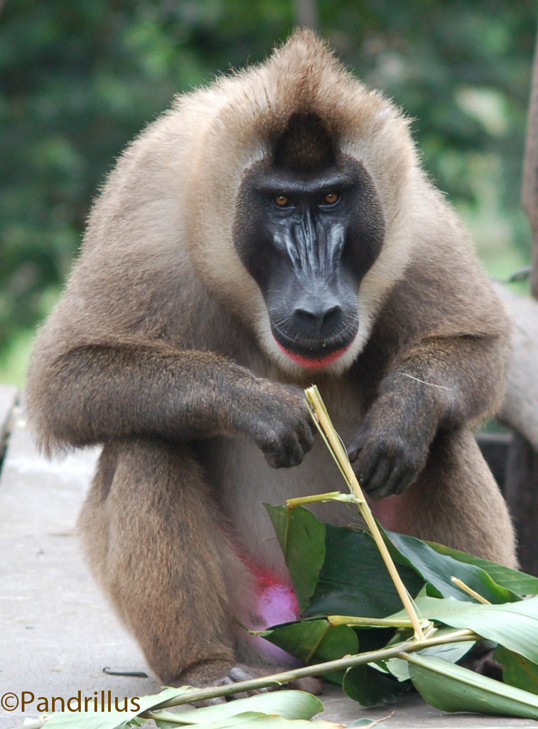 Adult male drill monkey