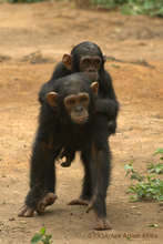 Infant chimpanzees