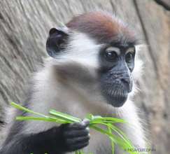 Red-capped mangabey