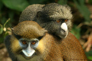 Moustached monkey and putty-nosed monkey