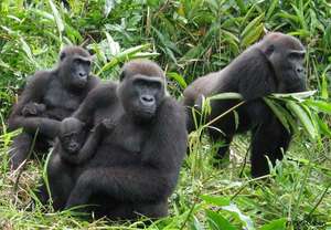 Gorillas in Gabon