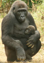 Lowland gorilla mother and baby