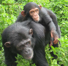 Chimpanzees in Uganda