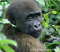Infant gorilla