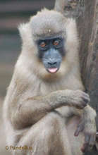 Baby drill monkey
