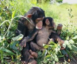 Doura is building a new family at the sanctuary
