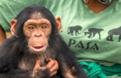Rescue Orphaned Primates