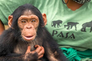 Rescue Orphaned Primates