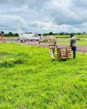 Rescue of chimpanzees and baboons