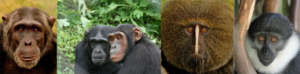 Faces of PASA