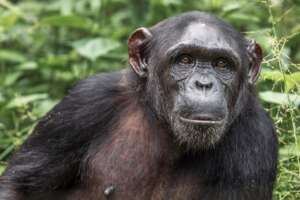 An area of important biodiversity is now protected