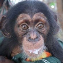 Siaka, Photo by Chimpanzee Conservation Center