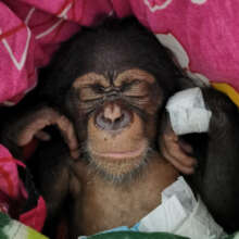 Siaka, Photo by Chimpanzee Conservation Center