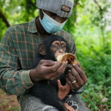 Siaka, Photo by Chimpanzee Conservation Center