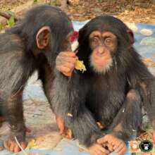 Siaka and Morgane have formed a close bond