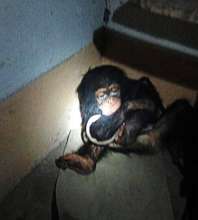 Tita, when her rescuers found her